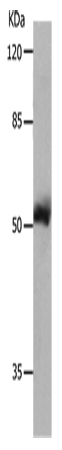 MMP8