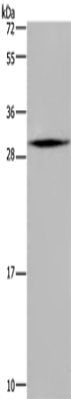 MRPL28