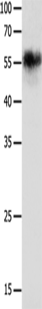 CHRNA3