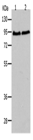 AKAP8