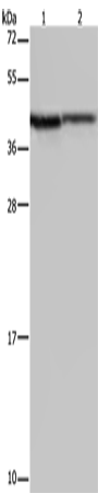 P2RY1