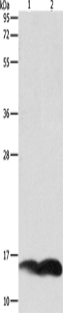 PFN1