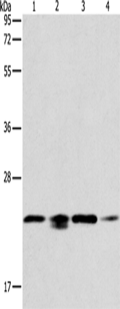 PRDX2