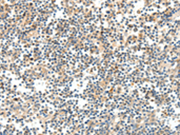 Rabbit Polyclonal Antibody to TRAF3