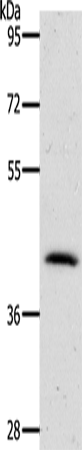 NKX2-1