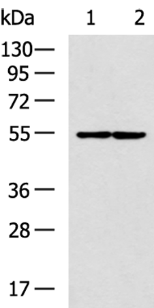 LPCAT4