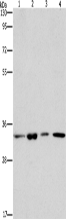 ARPC2