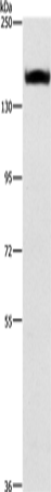 ITGA2