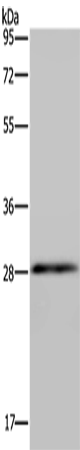 GJB4