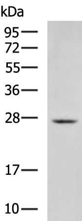 CD63