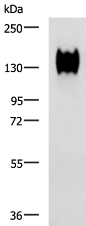CEACAM1