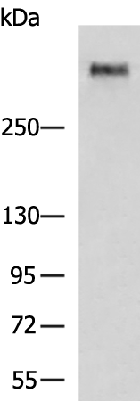 MUC5B