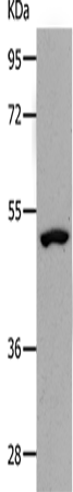 NDRG1