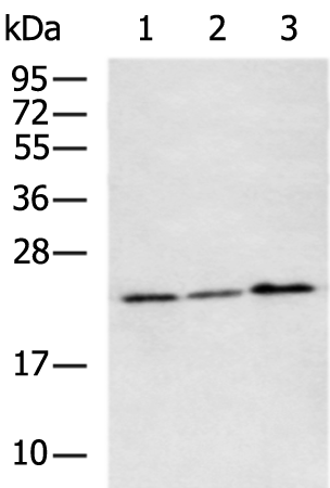 NEUROG1