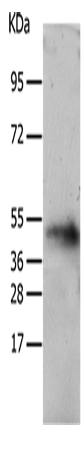 TACR2