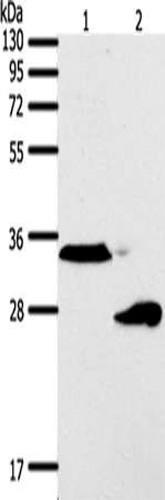 SFTPA1