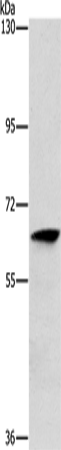 ALG6