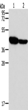GLRA1