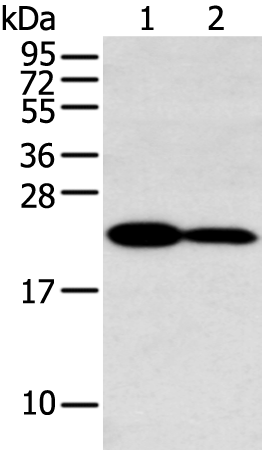HOXA7