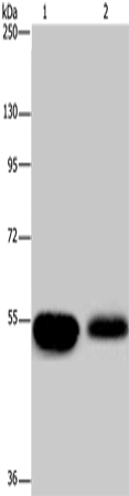 APBA1
