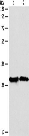 APOBEC2
