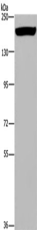 ARFGEF2