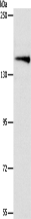 ARHGEF11