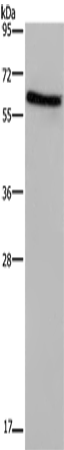 ART4