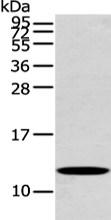 PFDN6