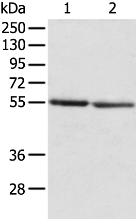 SLC29A1