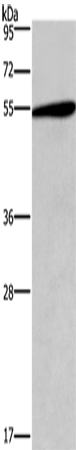 HTR2C