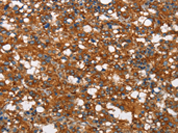 Rabbit Polyclonal Antibody to COX5A
