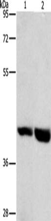 GPR182
