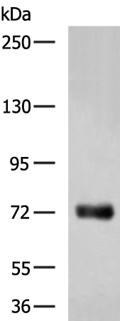 CEL