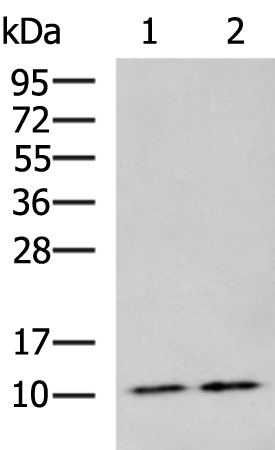 CD24