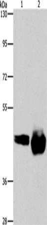 CD38