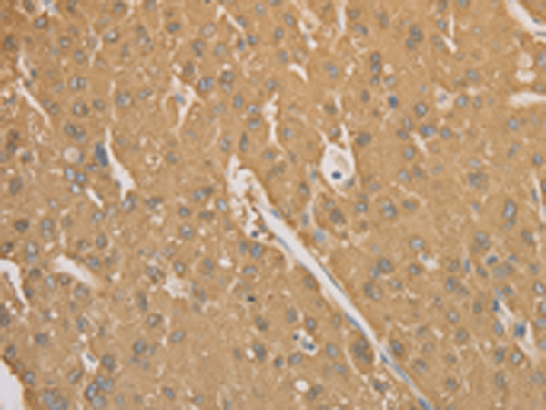 CD40