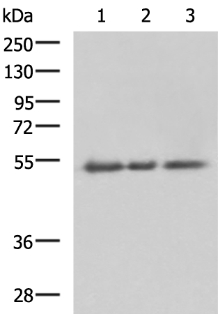 CD47