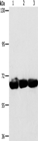 CKAP4