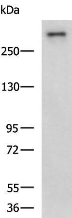 COL7A1