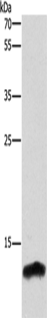 CSTB