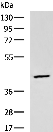 DNASE2