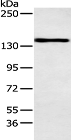 POLA1
