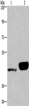 ENPP4