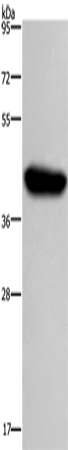 HIF1AN