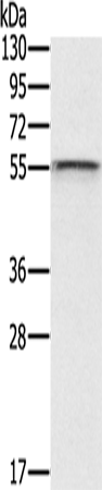 CFLAR