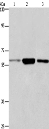 GPC6