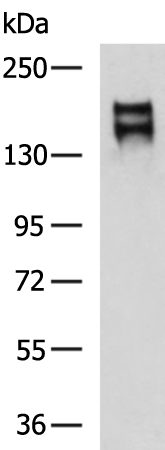 ADGRA2