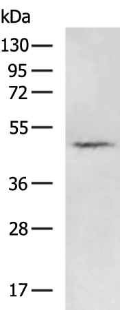 GPR39