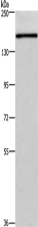 HDLBP